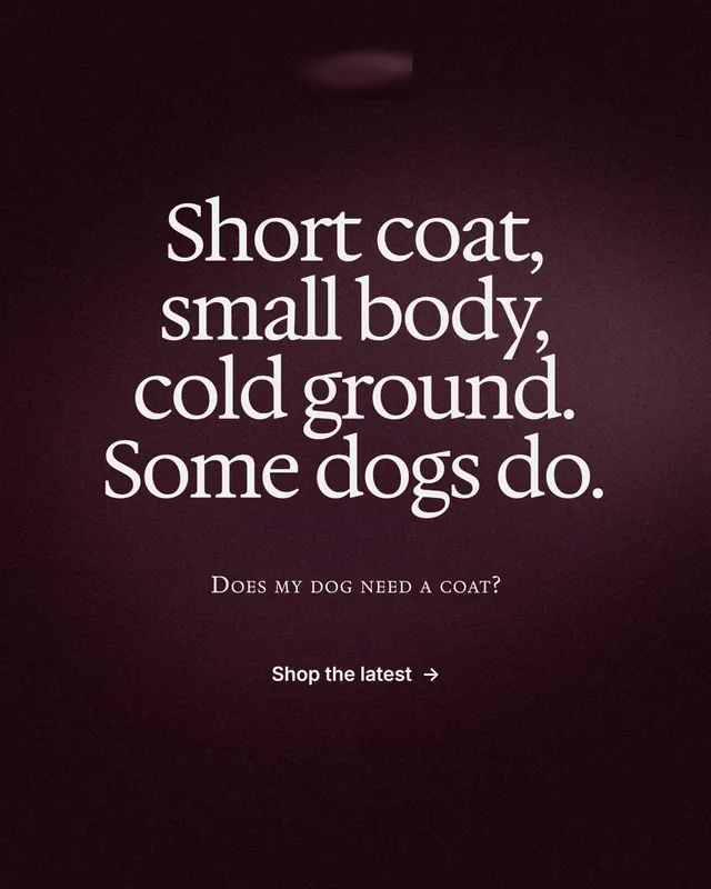 Instagram portrait post for By Teddy: "Short coat, small body, cold ground. Some dogs do." Swiss style, smallcaps layout, dark palette in red, black, grey.