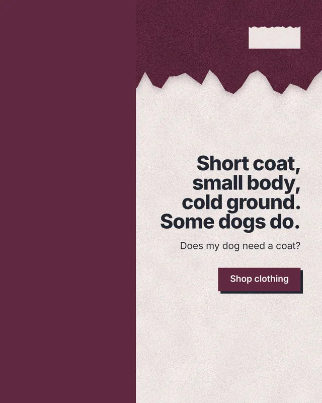 Instagram portrait post for By Teddy: "Short coat, small body, cold ground. Some dogs do." Paper trio style, right layout, light palette in red, orange, white.