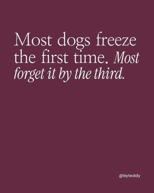 Instagram portrait post for By Teddy: "Most dogs freeze the first time. Most forget it by the third." Editorial style, technique:mixed type lockup layout, dark palette in red, pink.