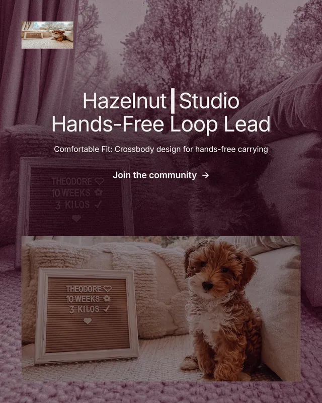 Instagram portrait post for By Teddy: "Hazelnut┃Studio Hands-Free Loop Lead". Film still style, centred layout, dark palette in red, grey.