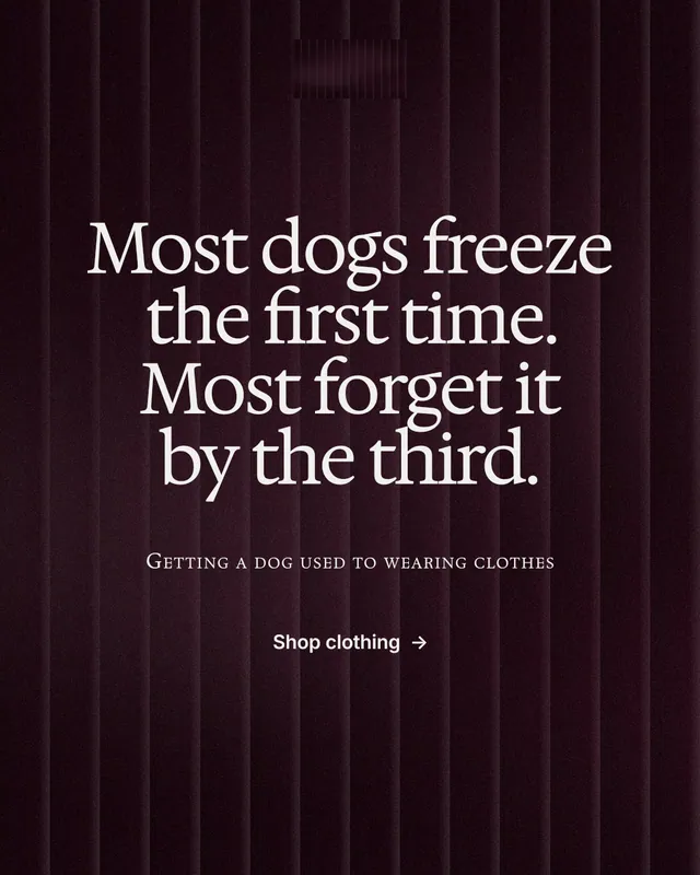 Instagram portrait post for By Teddy: "Most dogs freeze the first time. Most forget it by the third." Swiss style, smallcaps layout, dark palette in black, red, grey.