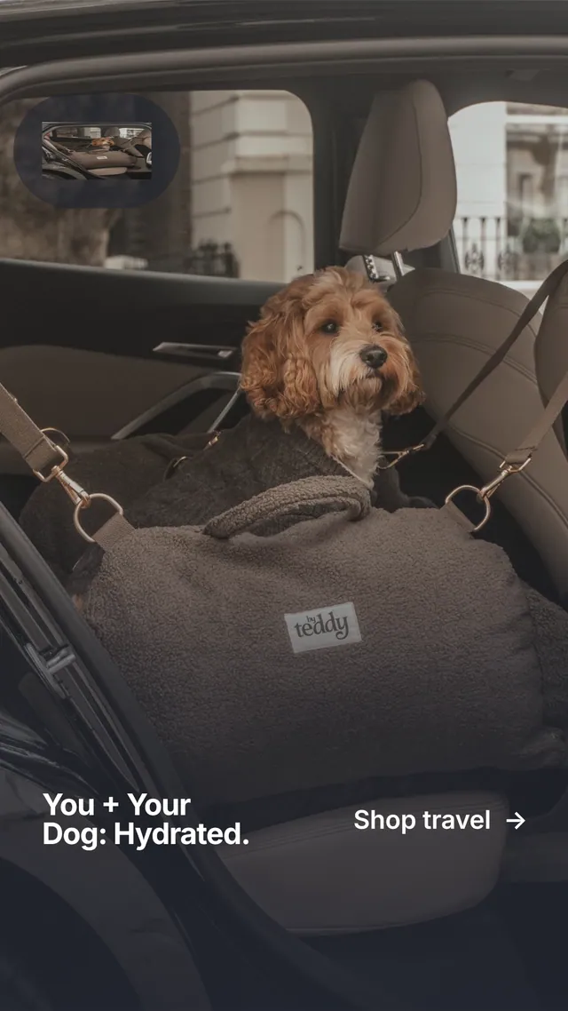 Instagram story for By Teddy: "You + Your Dog: Hydrated." Swiss style, image led layout, dark palette in black, grey.