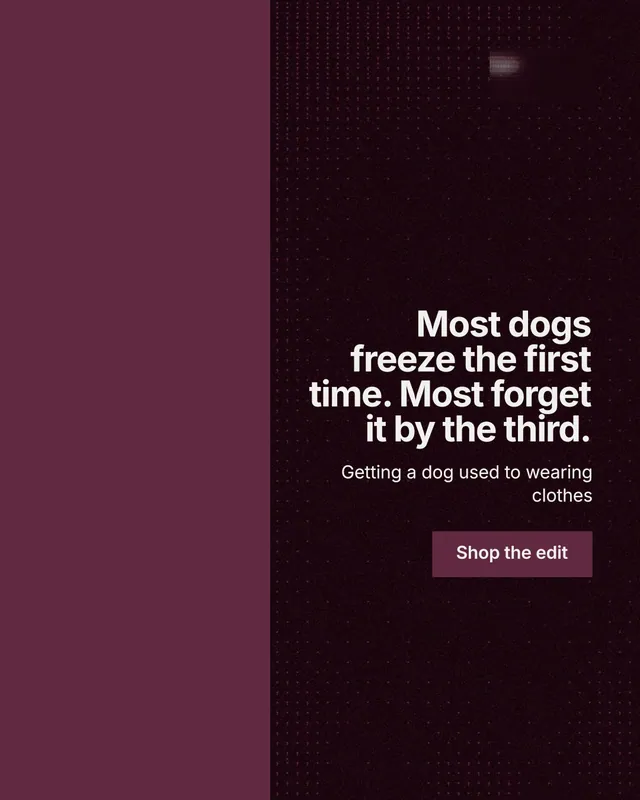 Instagram portrait post for By Teddy: "Most dogs freeze the first time. Most forget it by the third." Swiss style, right layout, dark palette in red, black.