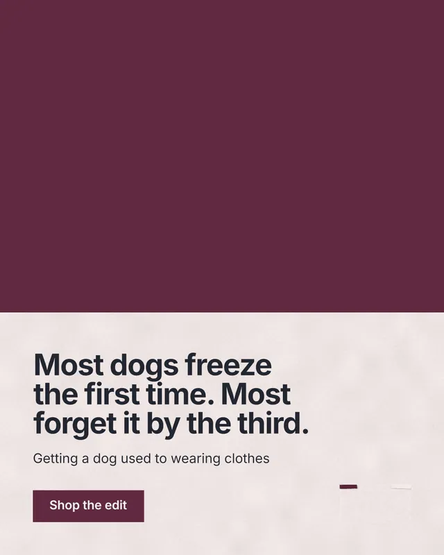 Instagram portrait post for By Teddy: "Most dogs freeze the first time. Most forget it by the third." Swiss style, bottom layout, light palette in red, grey.
