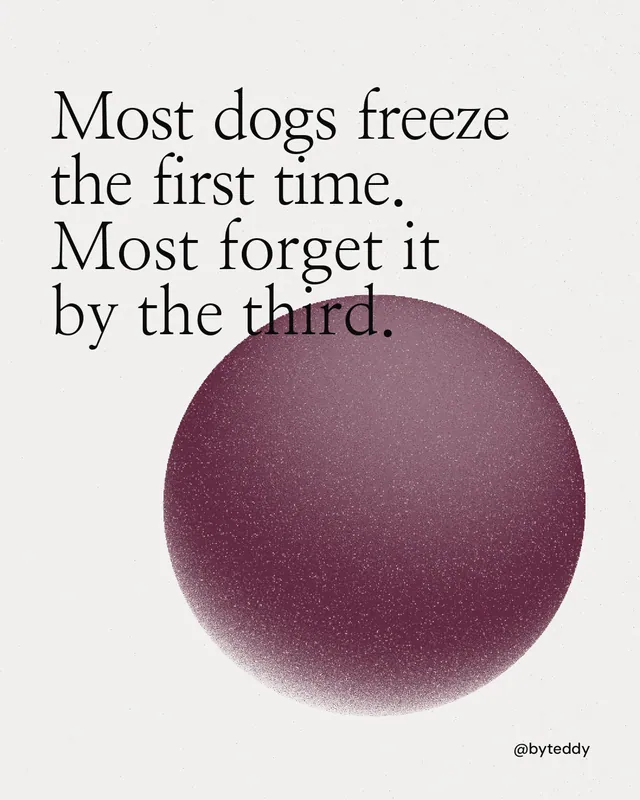 Instagram portrait post for By Teddy: "Most dogs freeze the first time. Most forget it by the third." Auto 4x5 style, technique:shader field layout, light palette in white, red, grey.