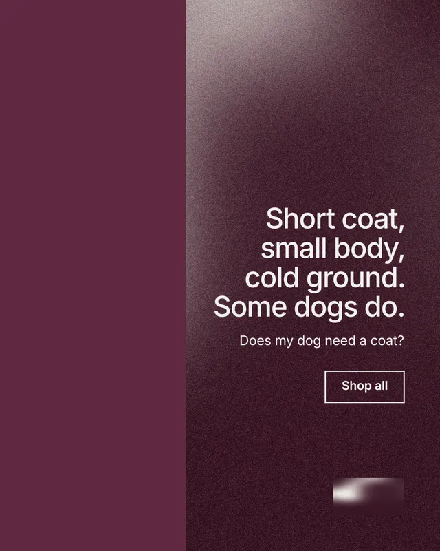 Instagram portrait post for By Teddy: "Short coat, small body, cold ground. Some dogs do." Cyanotype style, right layout, dark palette in red, grey.