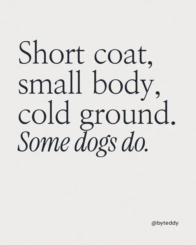 Instagram portrait post for By Teddy: "Short coat, small body, cold ground. Some dogs do." Editorial style, technique:mixed type lockup layout, light palette in white.