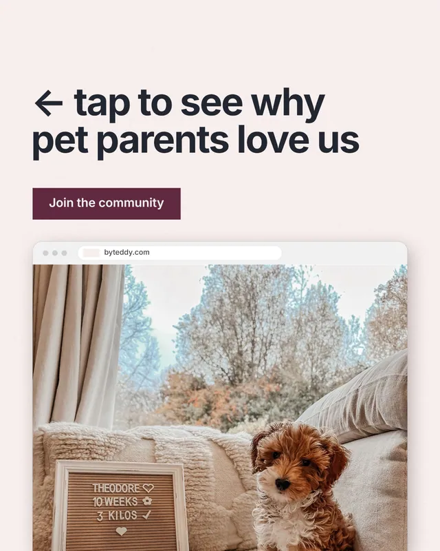 Instagram portrait post for By Teddy: "← tap to see why pet parents love us". Swiss style, browser layout, light palette in white, grey.
