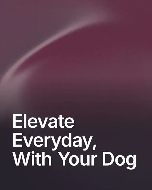 Video for By Teddy: "Elevate Everyday, With Your Dog". Shader loop, 6.0 s, dark palette.