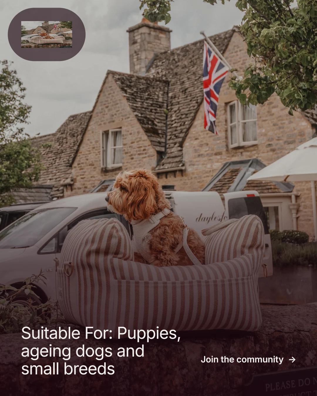 Instagram portrait post for By Teddy: "Suitable For: Puppies, ageing dogs and small breeds". Film still style, image led layout, dark palette in red, grey.