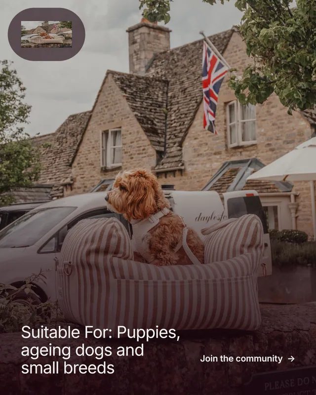 Instagram portrait post for By Teddy: "Suitable For: Puppies, ageing dogs and small breeds". Film still style, image led layout, dark palette in red, grey.