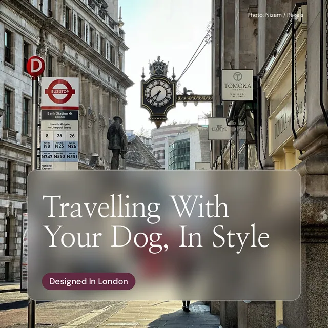Instagram post for By Teddy: "Travelling With Your Dog, In Style". Glass style, technique:pexels ingredient layout, light palette in grey, white.