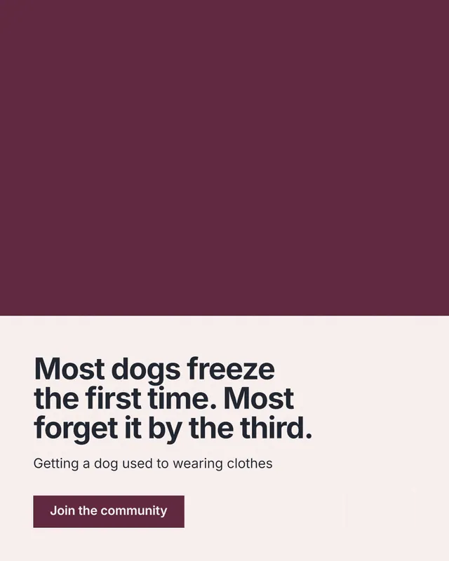 Instagram portrait post for By Teddy: "Most dogs freeze the first time. Most forget it by the third." Swiss style, bottom layout, light palette in red, white, grey.