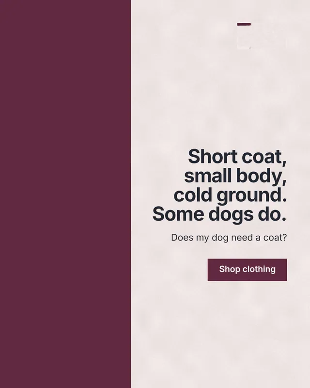 Instagram portrait post for By Teddy: "Short coat, small body, cold ground. Some dogs do." Swiss style, right layout, light palette in red, orange.