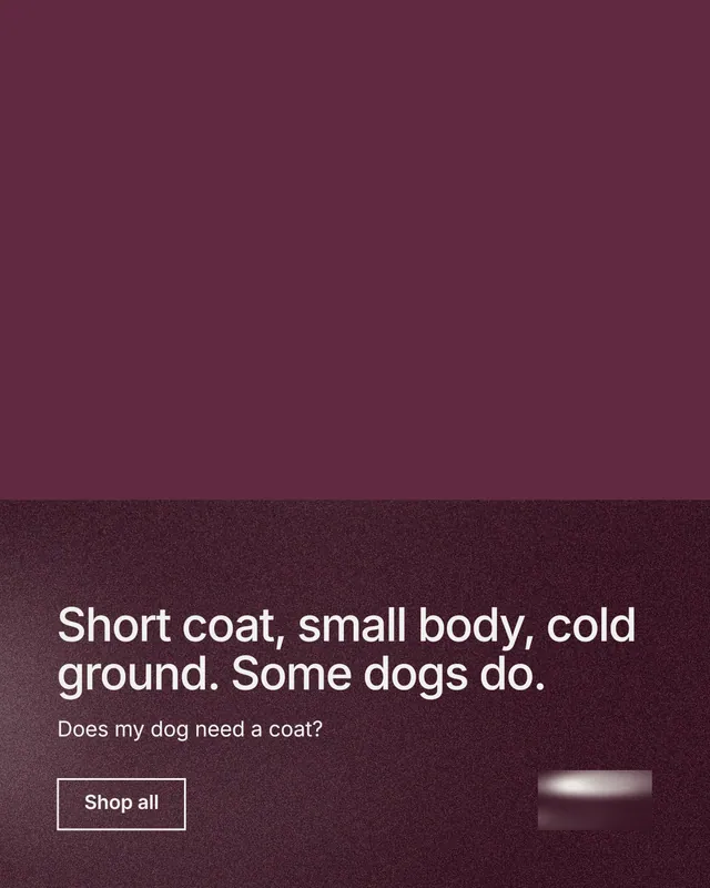 Instagram portrait post for By Teddy: "Short coat, small body, cold ground. Some dogs do." Cyanotype style, bottom layout, dark palette in red, grey.