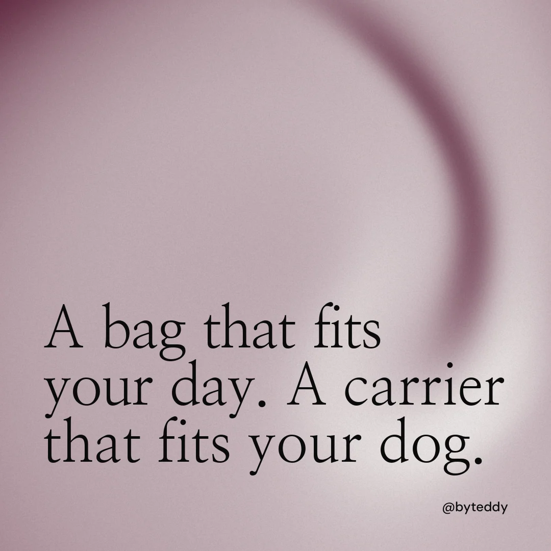 Instagram post for By Teddy: "A bag that fits your day. A carrier that fits your dog." Auto 1x1 style, technique:shader field layout, light palette in grey, white.