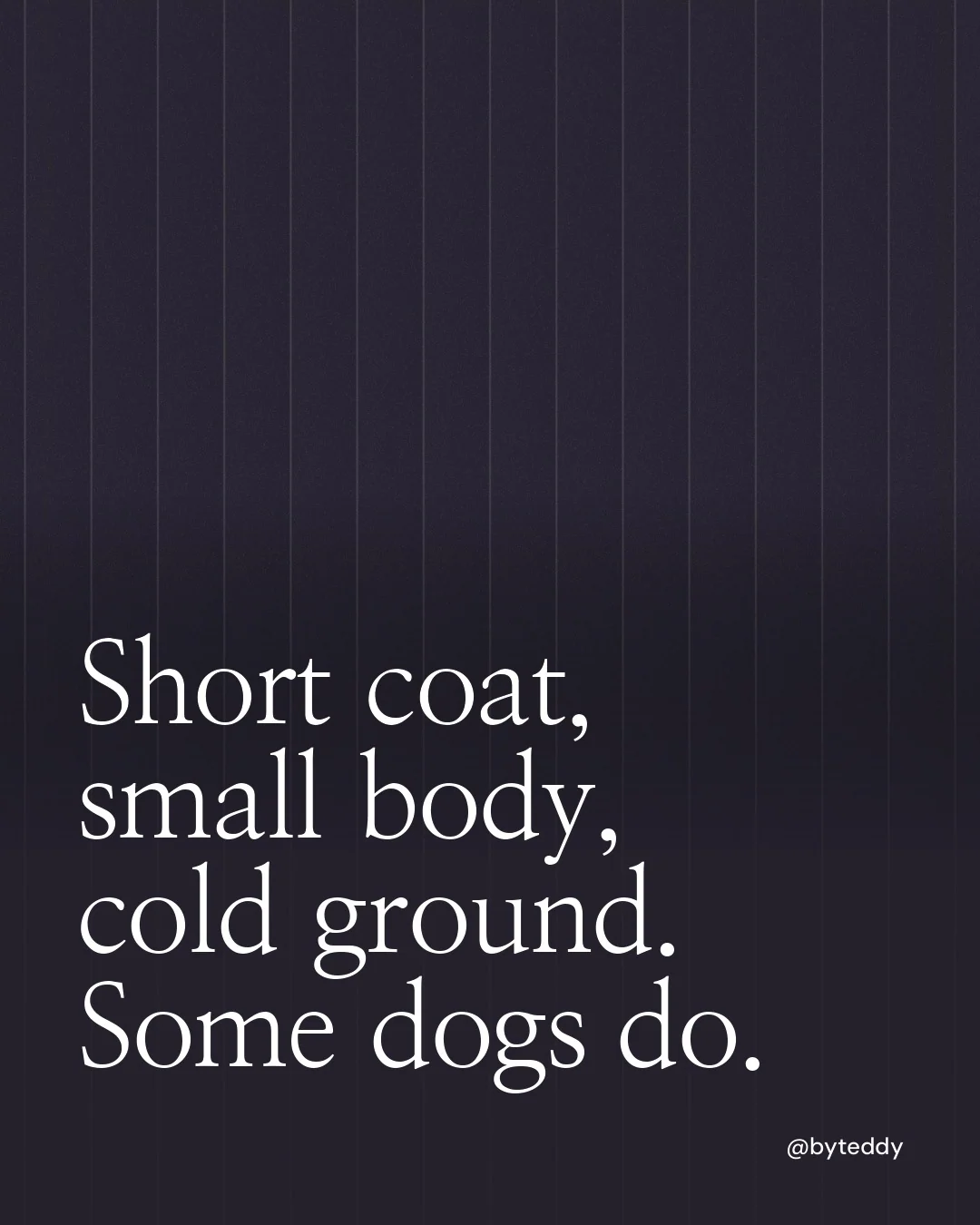 Video for By Teddy: "Short coat, small body, cold ground. Some dogs do.". Shader loop, 6.0 s, dark palette.