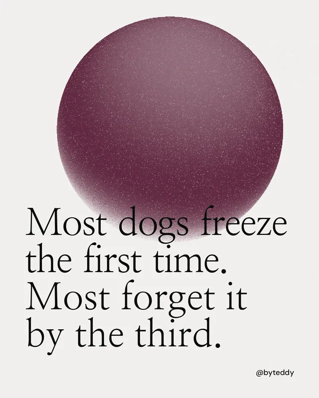 Instagram portrait post for By Teddy: "Most dogs freeze the first time. Most forget it by the third." Auto 4x5 style, technique:shader field layout, light palette in white, red, grey.