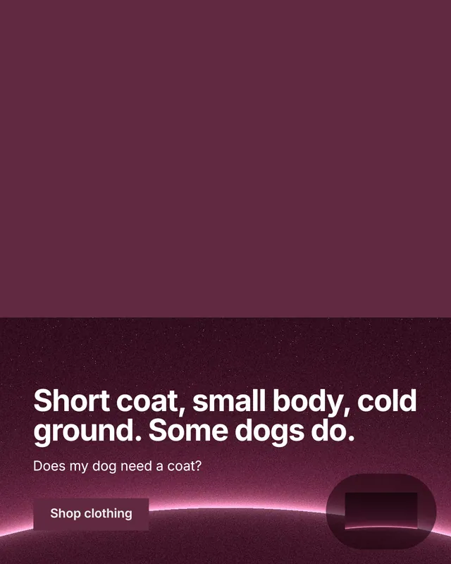 Instagram portrait post for By Teddy: "Short coat, small body, cold ground. Some dogs do." Swiss style, bottom layout, dark palette in red, pink.