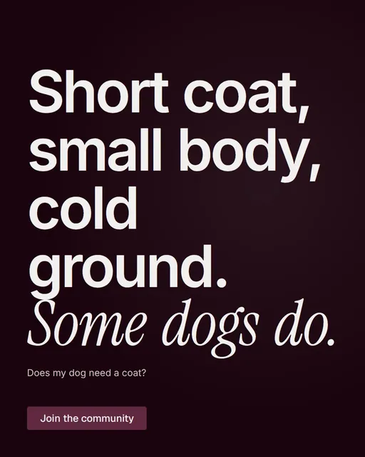 Video for By Teddy: "Short coat, small body, cold ground. Some dogs do.". Doc motion loop, 6.0 s, dark palette.
