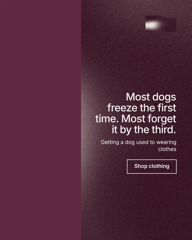 Instagram portrait post for By Teddy: "Most dogs freeze the first time. Most forget it by the third." Cyanotype style, right layout, dark palette in red, grey.