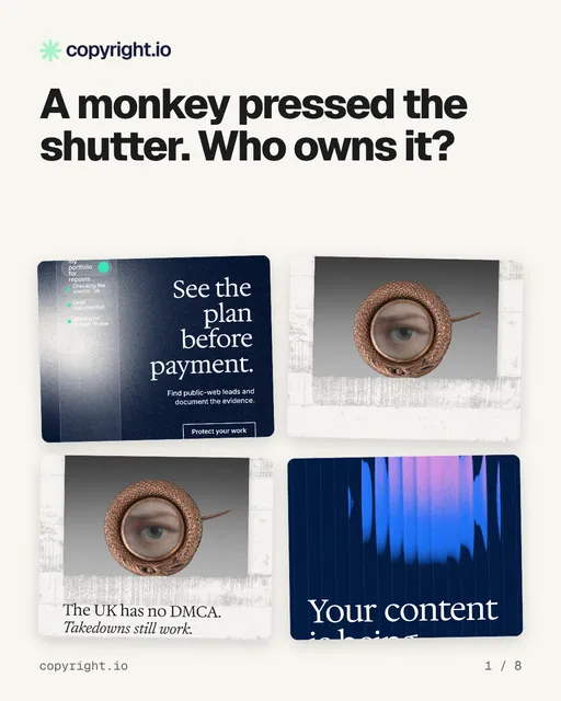 Carousel for copyright.io: "A monkey pressed the shutter. Who owns it?". Collection carousel, 8 slides, light palette.