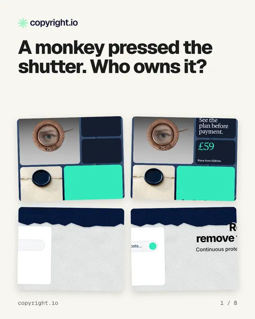 Carousel for copyright.io: "A monkey pressed the shutter. Who owns it?". Collection carousel, 8 slides, light palette.